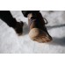 [PRE-ORDER] YORK Be Lenka Brown & Navy